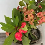 Апартаменты Palmeras Del Sol Тарахалехо
