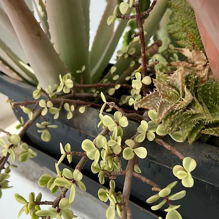 Palmeras Del Sol * Tarajalejo