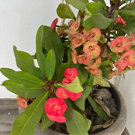 Apartmán Palmeras Del Sol Tarajalejo