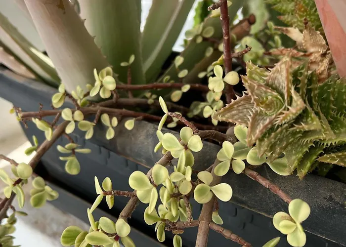 Palmeras Del Sol * Tarajalejo