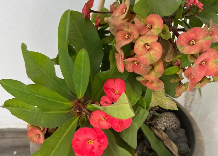 Διαμέρισμα Palmeras Del Sol Tarajalejo